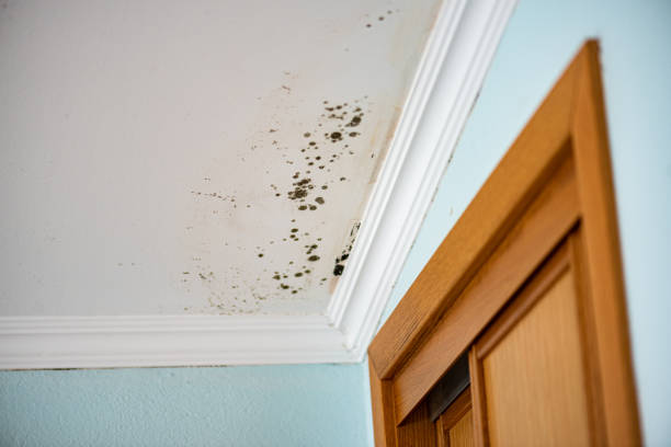 Best Attic Mold Removal  in Village Shires, PA