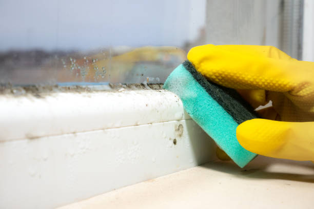 Mold Removal Process in Village Shires, PA