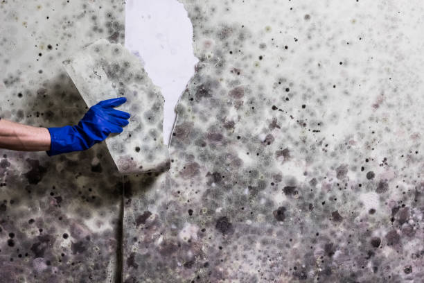 Best Black Mold Removal  in Village Shires, PA