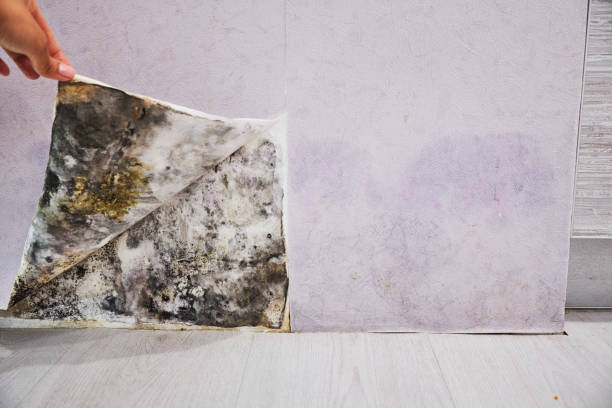 Best Mold Remediation Experts  in Village Shires, PA